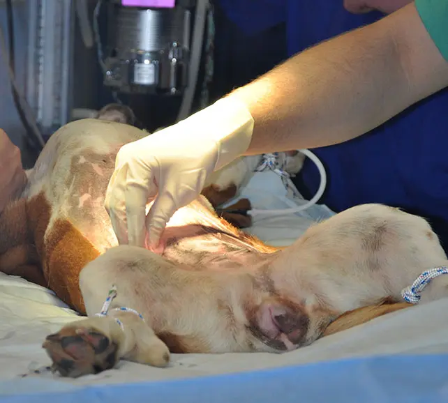Dog Spay/Neuter Advanced Care Veterinary Hospital