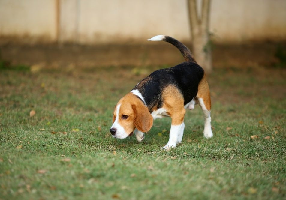 Beagle in grass field