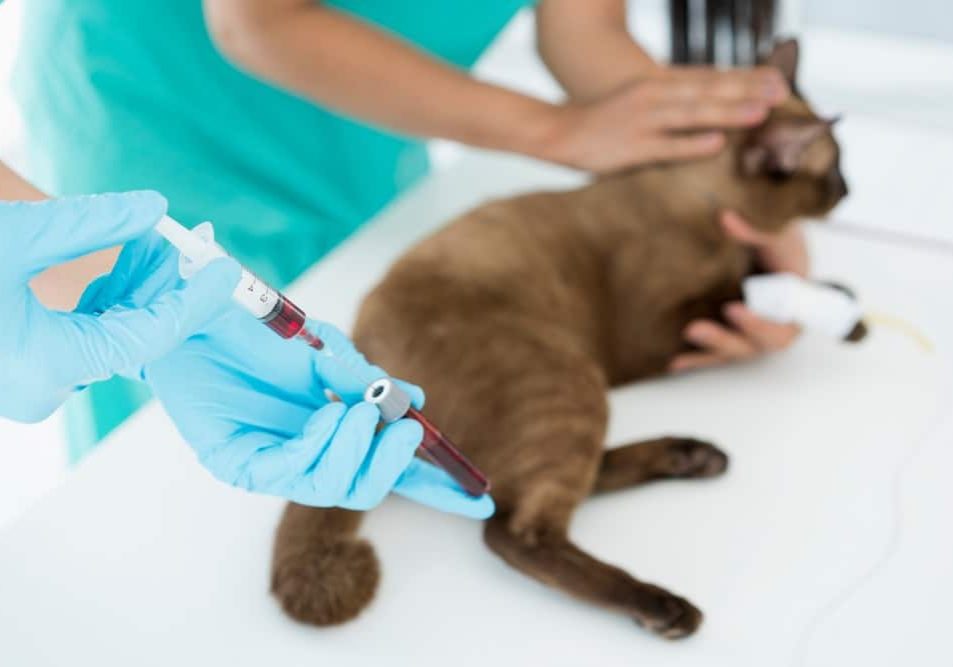 The doctor is testing the cat is blood for the virus